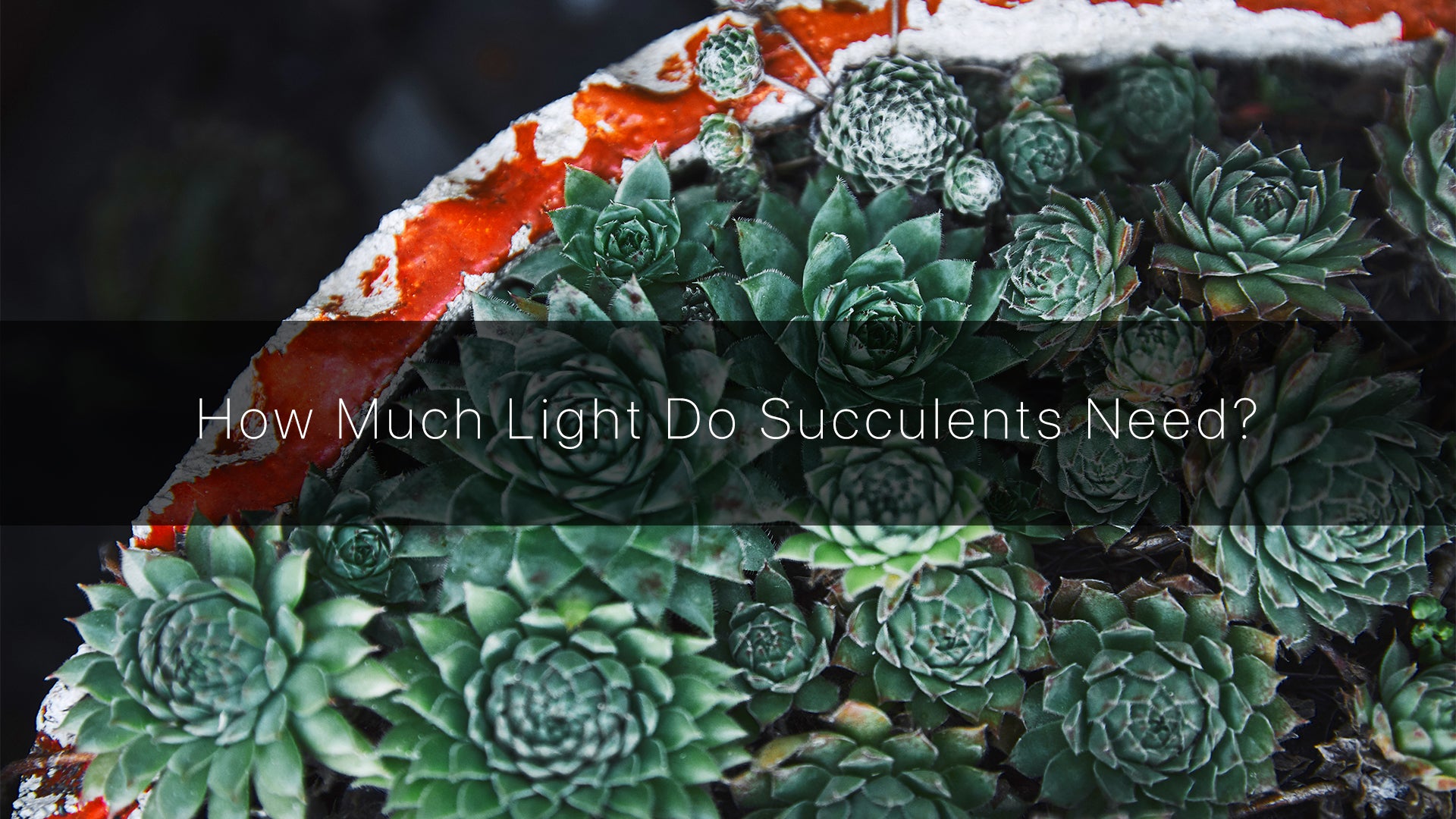 How Much Light Do Succulents Need | Groplanner Tips  Hi-Groplanner