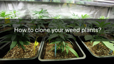 How to clone your weed plants? | Groplanner Tips