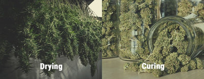 Step 10: Dry and Cure Your Newly Harvested Buds