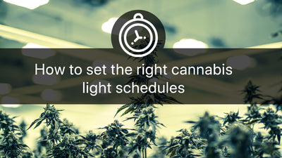 How to set the right cannabis light schedules | Groplanner Tips