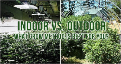Step 1: Choose Where You Will Grow (Indoors or Outdoors)