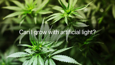 Can I Grow With Artificial Light？| Groplanner Grow Light