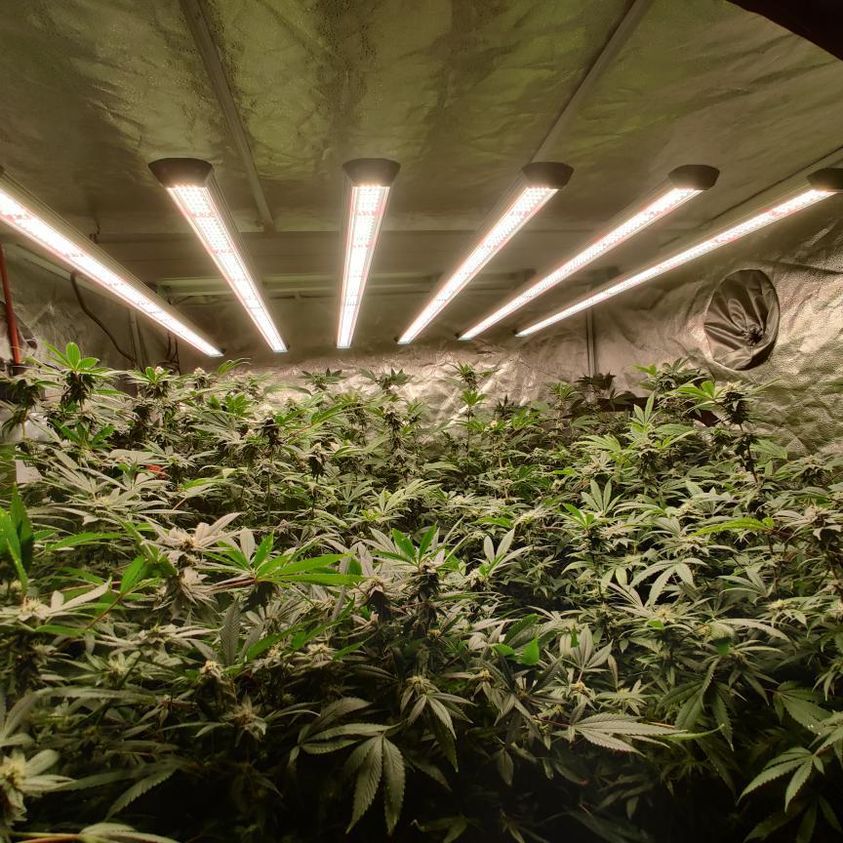 LED Grow Light 640W- Groplanner I Series-Commerical Grow Lights